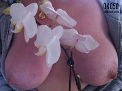 orchidea