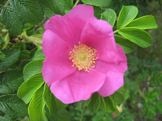 Usmiechnij się - avelanche