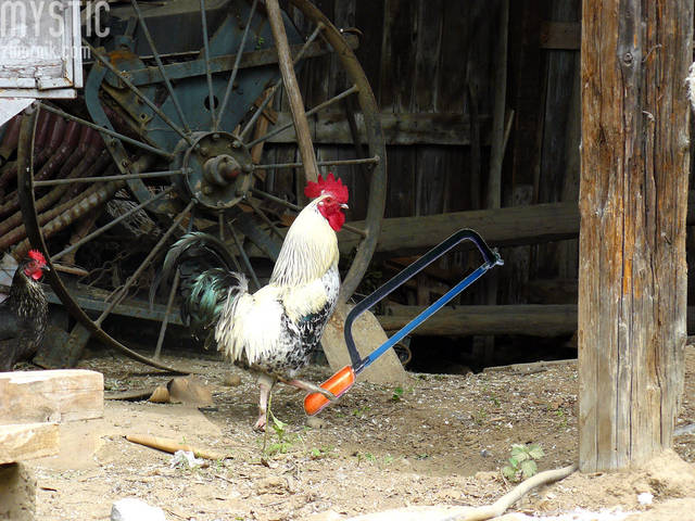 Koko i piłka - mystic