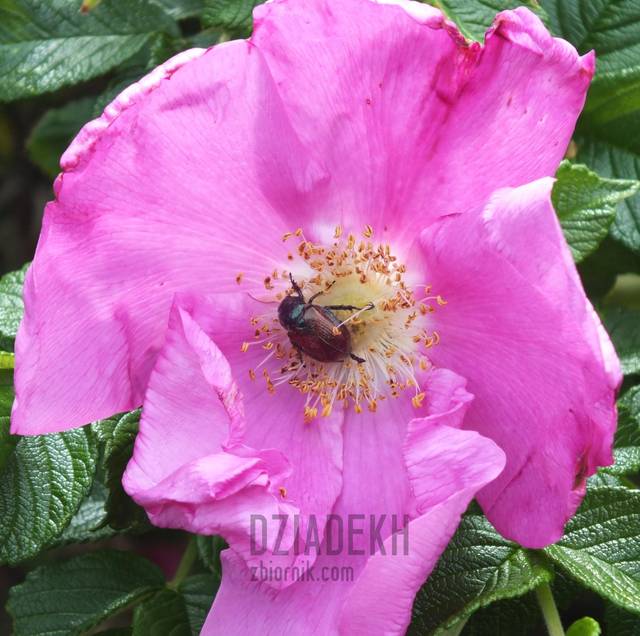 Intensywne zapylanie - dziadekh