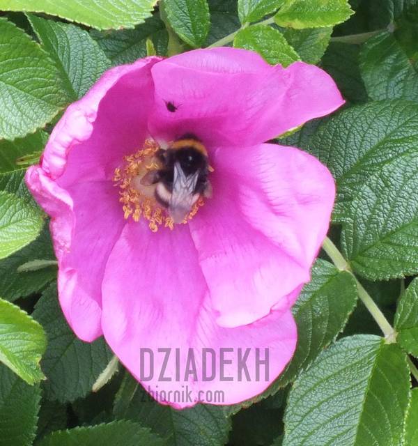 I trzmiel się załapał - dziadekh