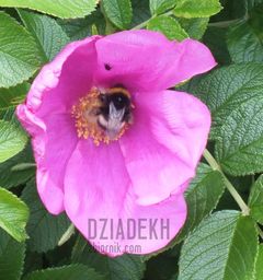 I trzmiel się załapał