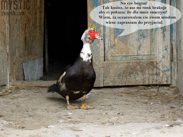 Każdy orze - mystic