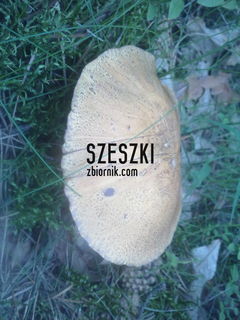 OOOO .... a my bez koszyczka....