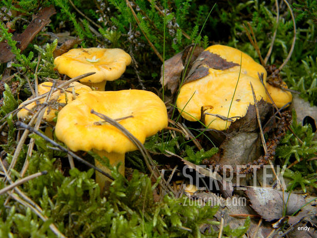 najpierw wrzuce na masełko a później utopie w śmietanie - sekretek