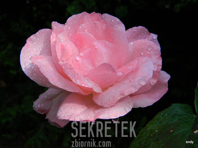 to dla Ciebię , piękna - sekretek