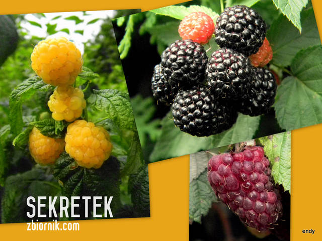 kcesz malinkę ??? - sekretek