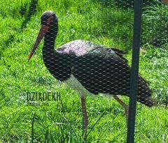 Czarny bocian