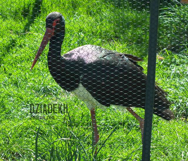 Czarny bocian - dziadekh