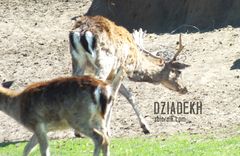 Daniel z zasiekami na rogach