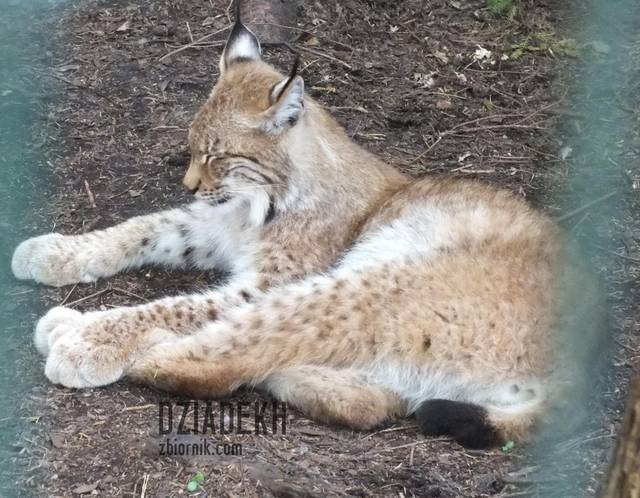 Dla miłośników kotów - dziadekh