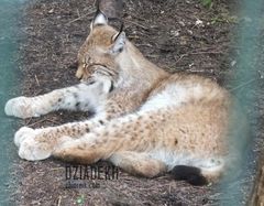 Dla miłośników kotów