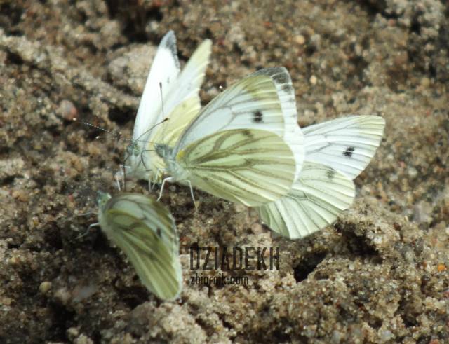 Seksparty? - dziadekh