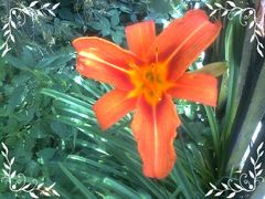 Proszę.. Kwiatek dla Pań co wczoraj chciały :))