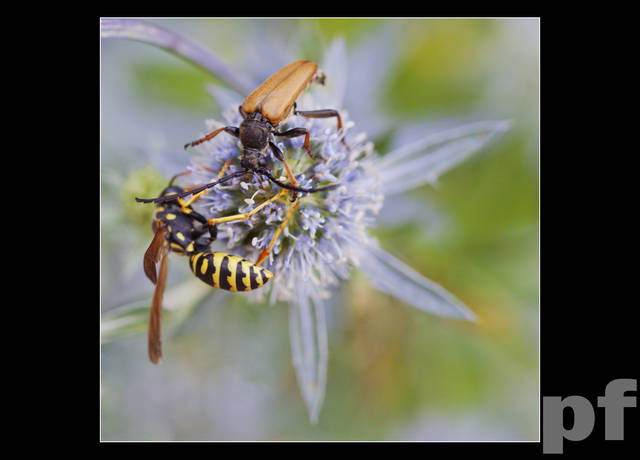 WSPÓLNY STÓŁ - panfoto