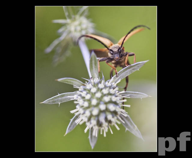 ZEZWALAM NA START - panfoto
