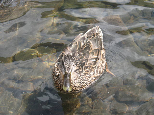 Natura 2012 - zaciasny_wieslaw