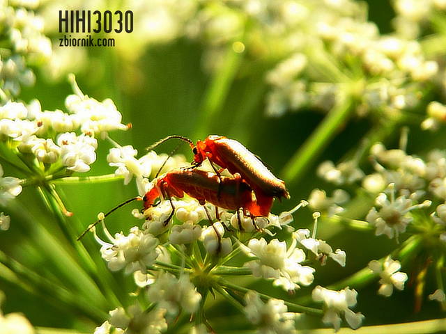 podglądaczka - hihi3030