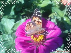 Motylem byłem ale ?? :)))