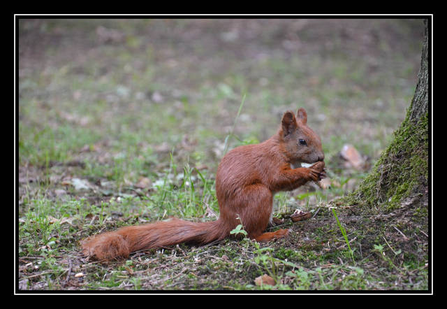 dasz mi swoje orzeszki - parka3033