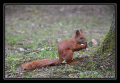 dasz mi swoje orzeszki