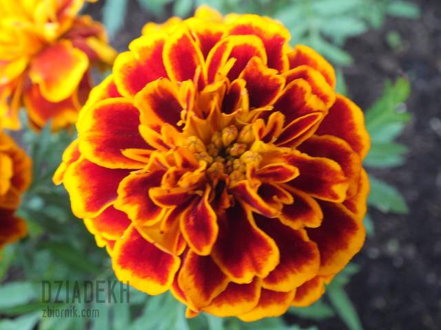 Tym razem na kolorowo - dziadekh