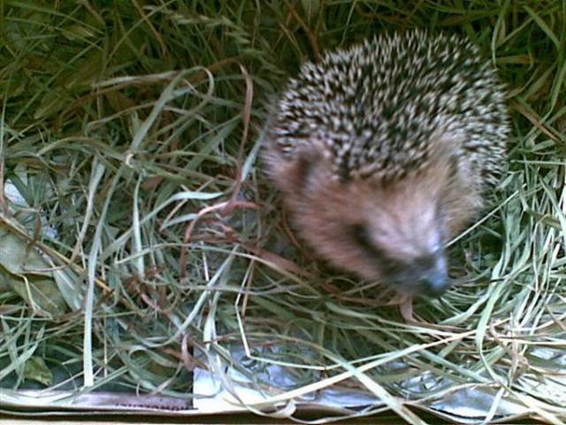 Spotkanie z jeżem :))) - marys1964