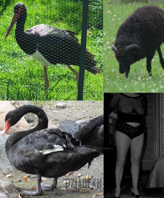 Szwarccharaktery? - dziadekh