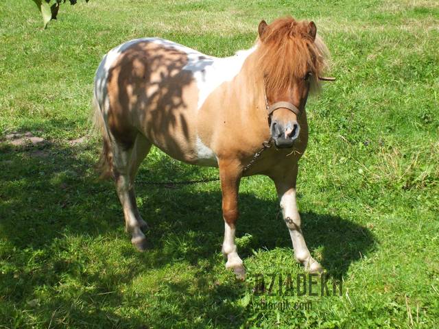 Zauważyłem , że są na Zbiorniku miłośnicy koni. - dziadekh