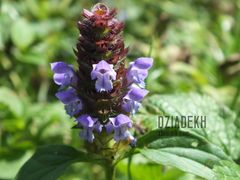 Znowu braki w botanice.