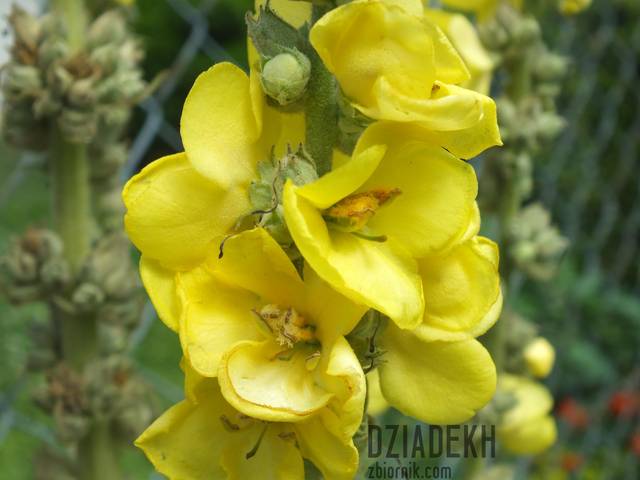 Dziewanna - dziadekh