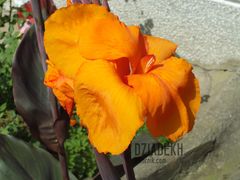 Jeszcze jeden ładny kwiatek