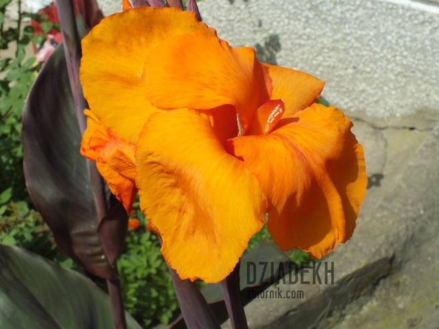 Jeszcze jeden ładny kwiatek - dziadekh