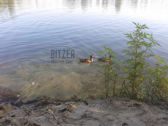 :) - Bitzer