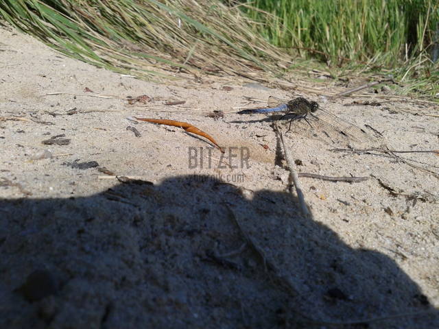 ważka - Bitzer