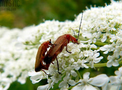 Ona piękna nie była, z niego żaden byk
