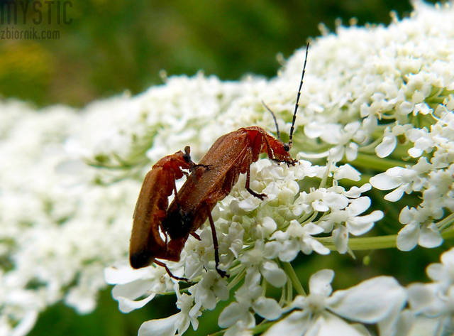 Ona piękna nie była, z niego żaden byk - mystic