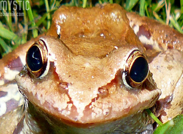 Czy te oczy mogą kłamać?? - mystic