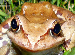 Czy te oczy mogą kłamać??