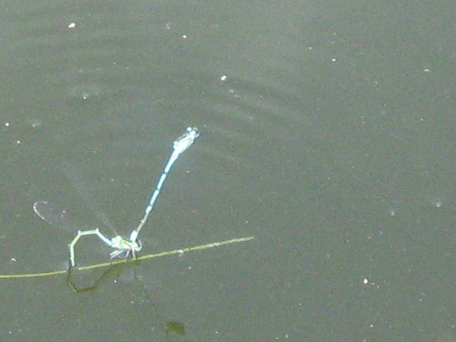 IMG_0286.JPG - 42gucia