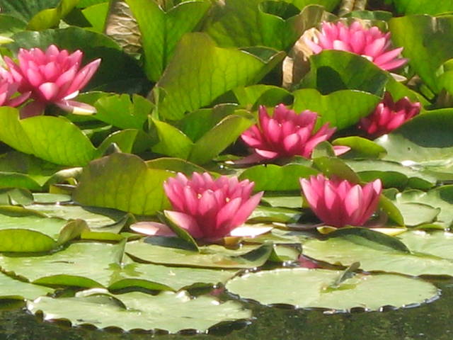 IMG_0293.JPG - 42gucia