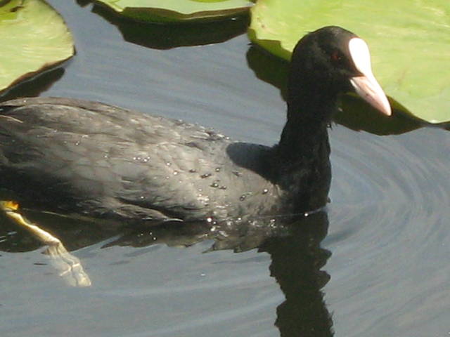 IMG_0305.JPG - 42gucia