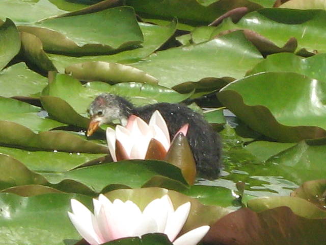 IMG_0347.JPG - 42gucia