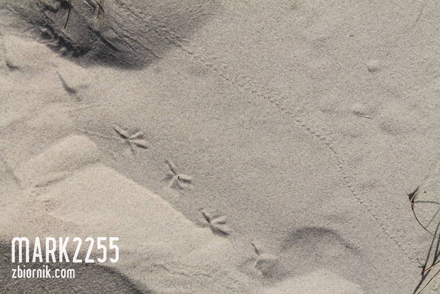 Ślady mieszkańców wydm. - mark2255