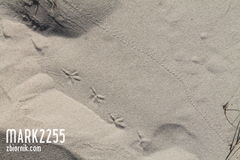 Ślady mieszkańców wydm.