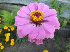 Jeszcze jeden kwiatek do kolekcji