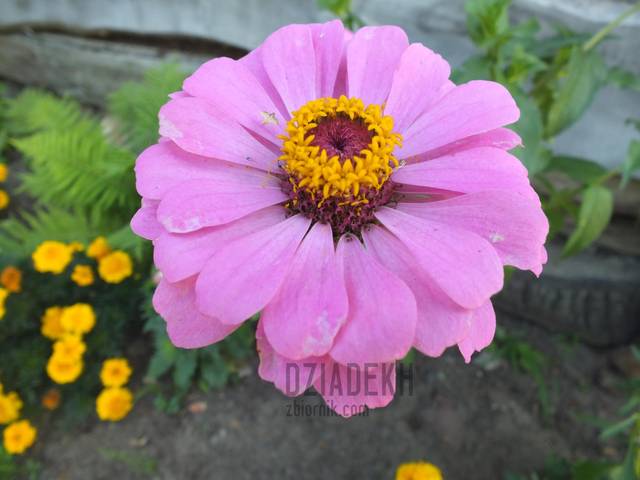 Jeszcze jeden kwiatek do kolekcji - dziadekh