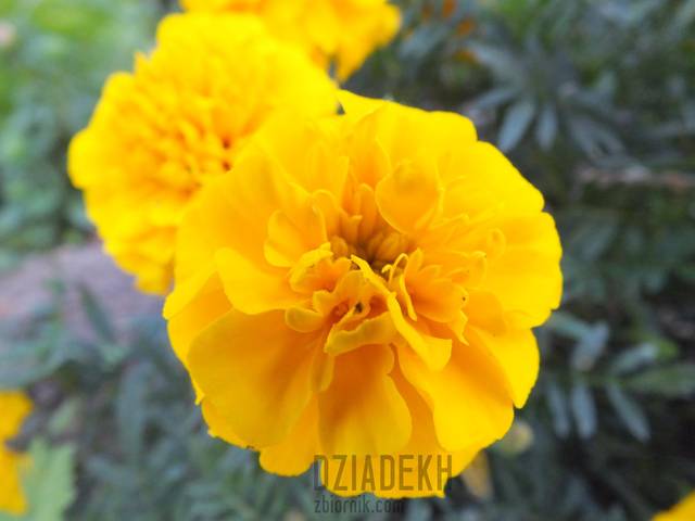 Kolejna wersja śmierdziuszka - dziadekh