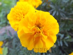 Kolejna wersja śmierdziuszka