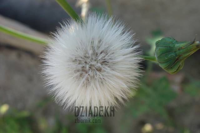 A to są konsekwencje zapylania - dziadekh